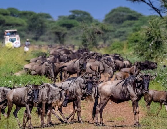 Combine Safari & Beach In Kenya, Tanzania & Zanzibar From USD 2,800 Combine Safari & Beach In Kenya, Tanzania & Zanzibar