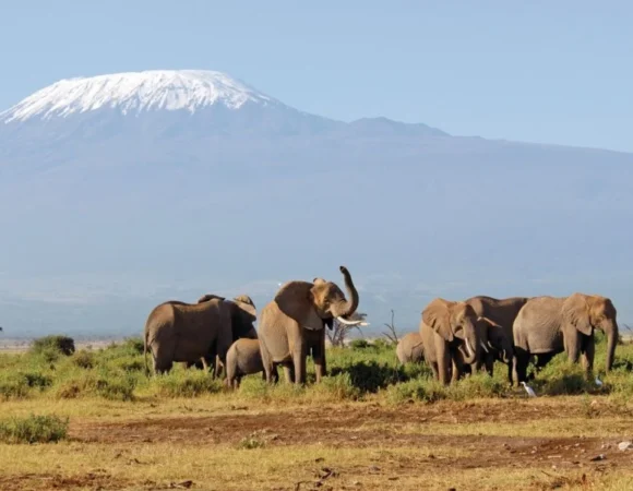 9 Days Amboseli, Tsavo West, Tsavo East & Diani Beach