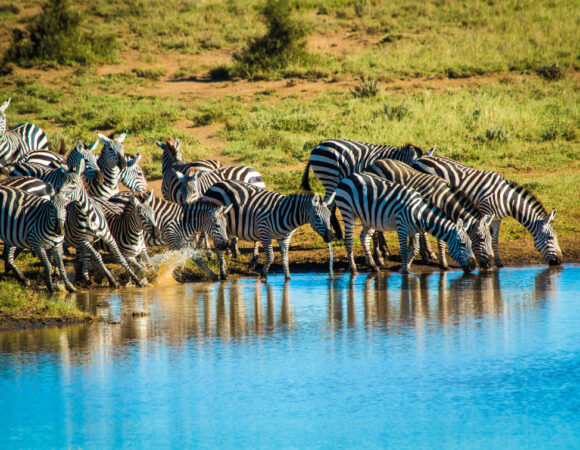 7 Days Amboseli, Lake Naivasha & Masai Mara safari