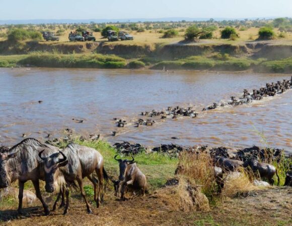 3 Days, 2 Nights Masai Mara Migration Group Joining Safari