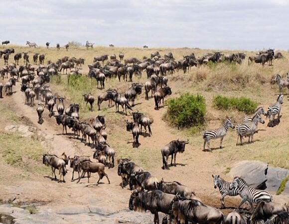 3 Days Masai Mara Group Joining Safari Packages