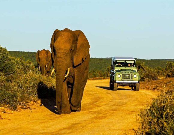 14 Days, 13 Nights Combined Beach & Bush Kenya Safari