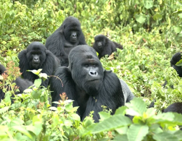 Rwanda Luxury & Captivating Volcanoes National Park Safari