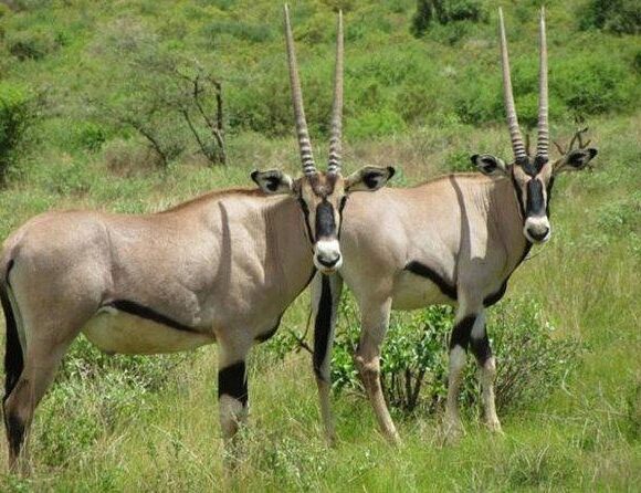 Kenya's Magnificent Safari: 8 Nights, 9 Days