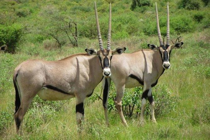 Kenya's Magnificent Safari: 8 Nights, 9 Days