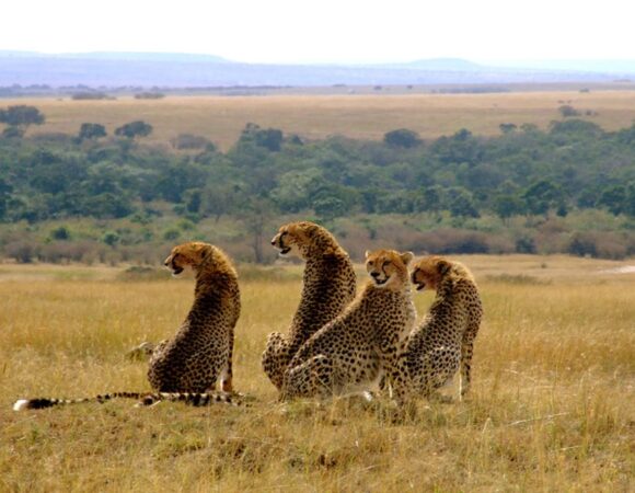 13 Days, 12 Nights Kenya Safari Package