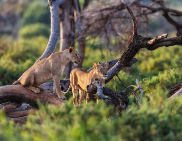 3 Days Samburu Christmas Safari Packages