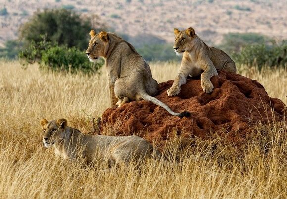 3 Days Tsavo  Safari Packages