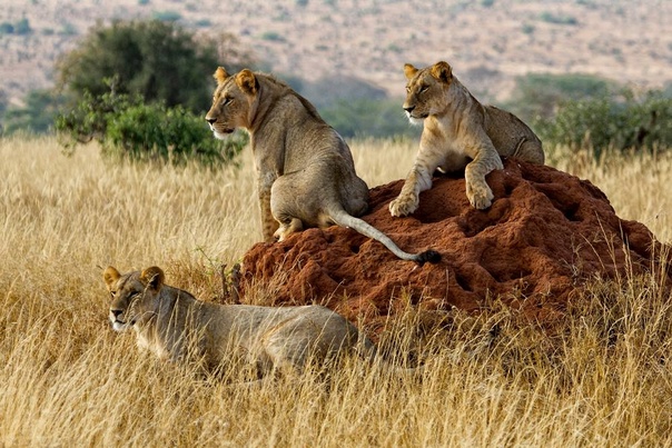 3 Days Tsavo  Safari Packages