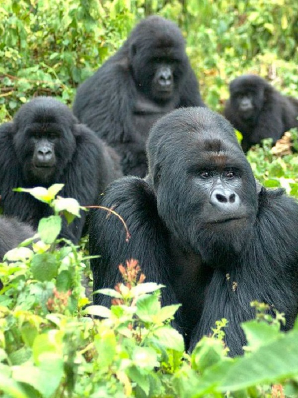 Uganda