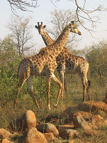 South Africa