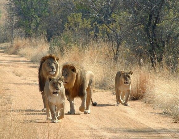 4 Days Kruger Safari Adventure