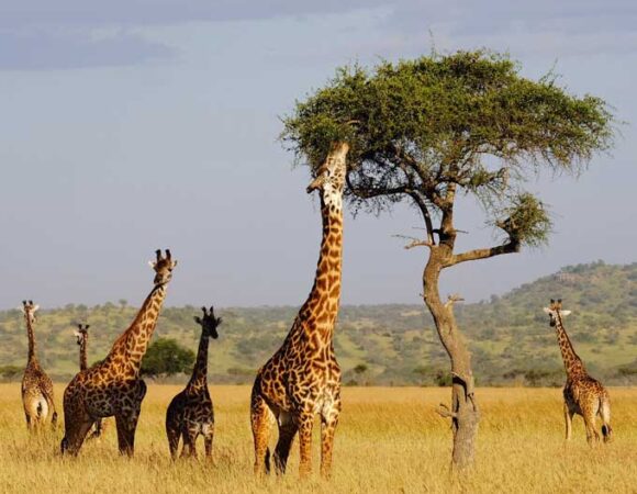 5 Days Tanzania Budget Safari