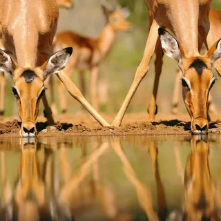 5 Days Zululand Wildlife Adventure Safari